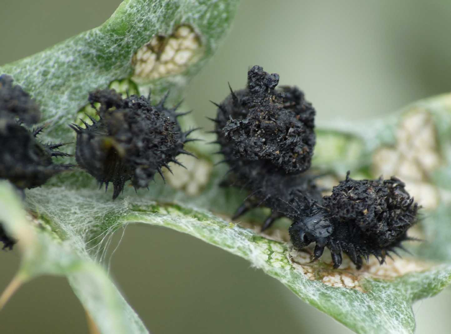 Cassida deflorata in riproduzione